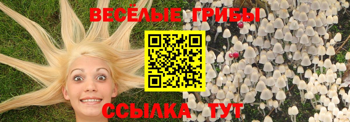 Псилоцибиновые грибы прущие грибы Тимашёвск